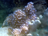 Previous image
